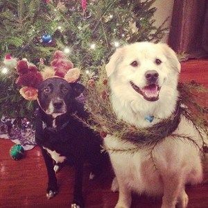 Meet your Posher, Bridget